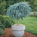 Céder Himalájsky (Cedrus deodara) ´FEELIN BLUE®´ - výška 50-70 cm, ø 40-50 cm, kont. C7L - NA KMIENKU